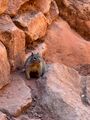 Canyon death squirrels! There are signs everywhere that they can get mean and their fleas carry plague to try to dissuade you from feeding them...