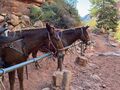 The mule pen at Supai Tunnel