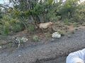 Elk - the Mule Deer have big ears