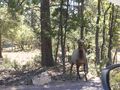 We saw some elk on the way to the Visitor's Center