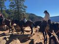 Our mule train