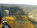 The Aspen trees are turning, and they're gorgeous