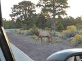 Why did the elk cross the road?