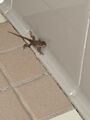 We had a gecko visit our room, I asked about insurance rates...